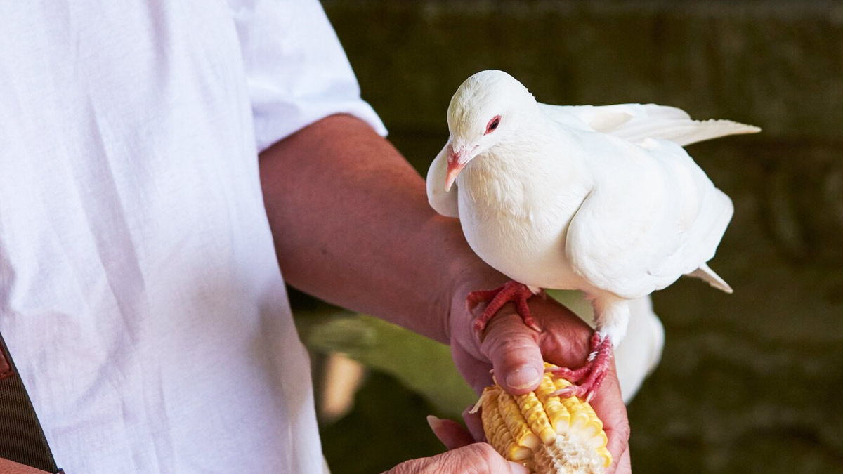 Pigeon-Breeder-Lung-Disease-Symptoms-t