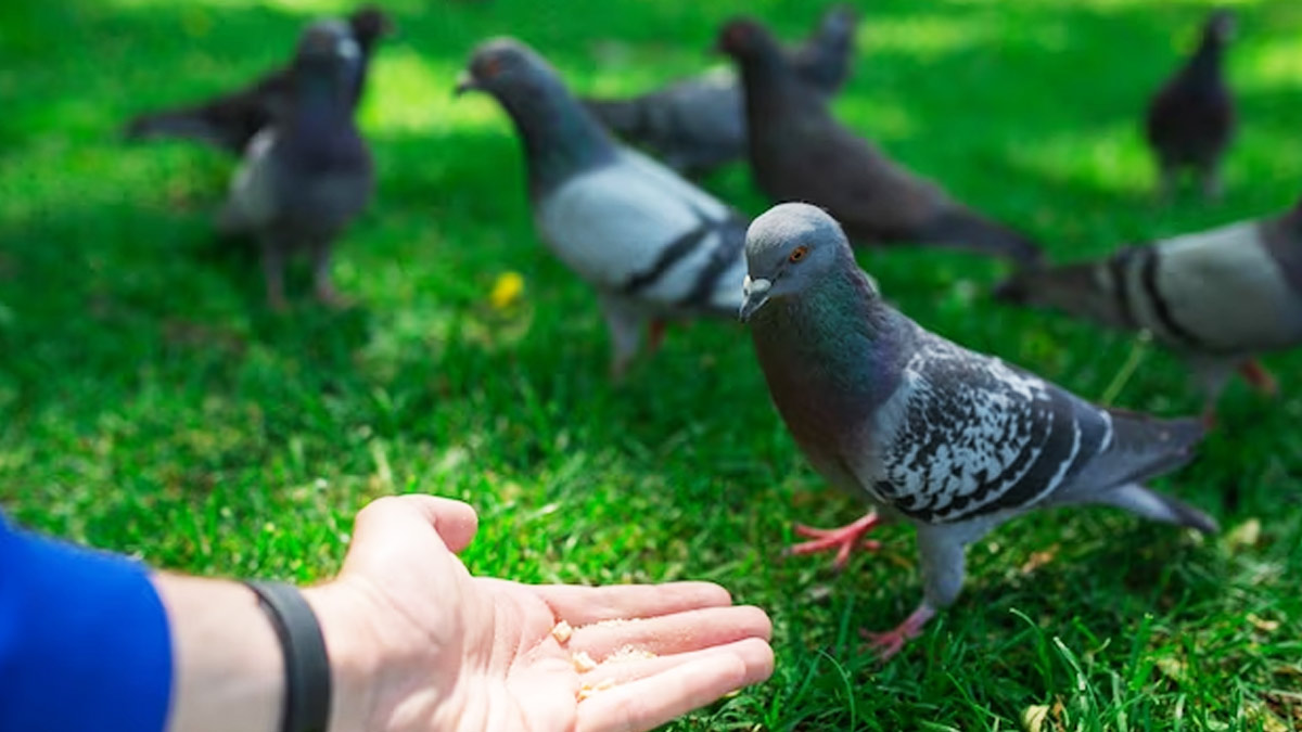 Pigeon-Breeder-Lung-Disease-Symptoms-t