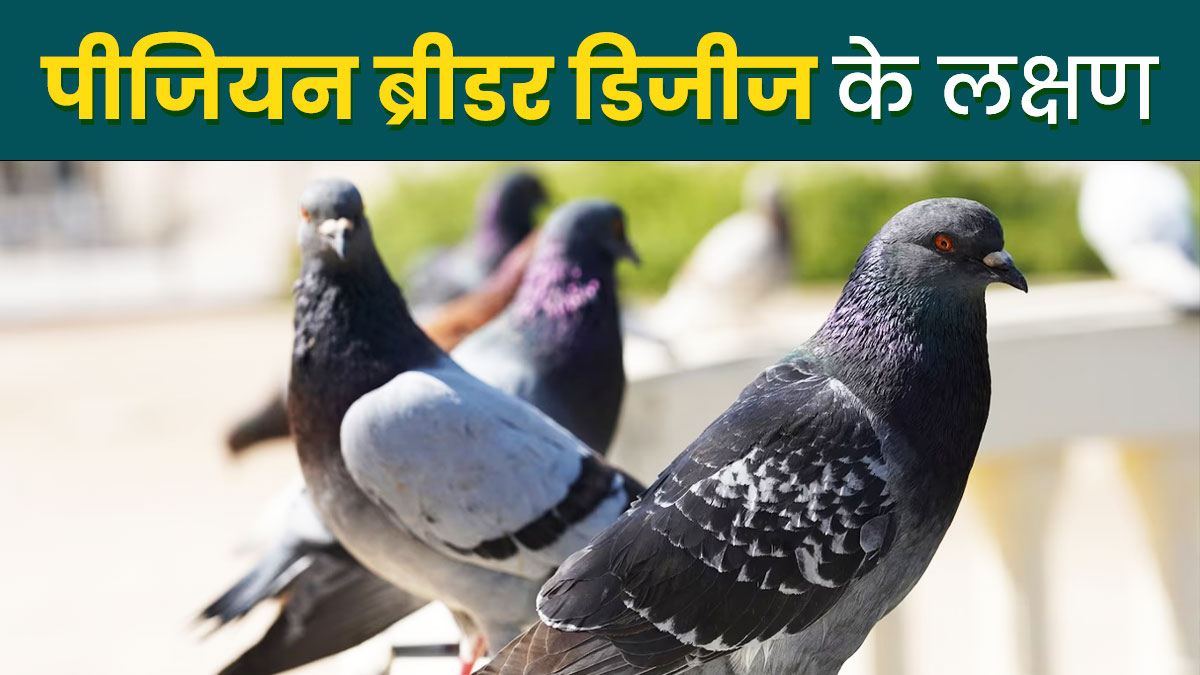 दिल्ली-NCR के लोगों के लिए खतरा बनें कबूतर, फैली फेफड़ों की बीमारी; यूं करें लक्षणों की पहचान