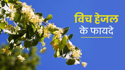 विच हेजल के फूल से सेहत को मिलते हैं ये 5 फायदे 