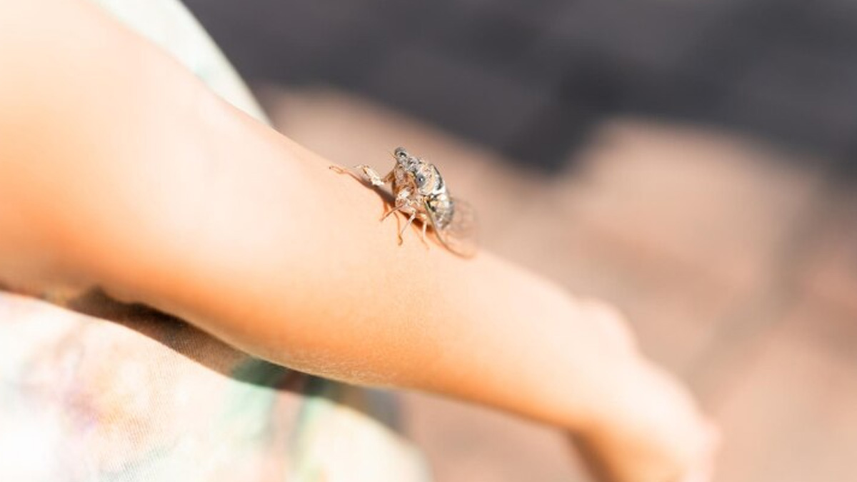 First Aid For Insect Bites And Stings Onlymyhealth