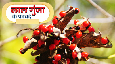 लाल गुंजा दूर करता है सेहत से जुड़ी कई समस्याएं, आयुर्वेदाचार्य से जानें फायदे और प्रयोग