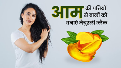 आम की पत्तियों से बालों को बनाएं नैचुरली काला, जानें इसके फायदे और इस्तेमाल का तरीका