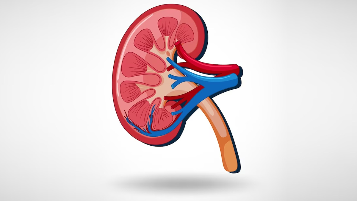 Summer Can Affect Your Kidneys: Tips To Maintain Renal Health In Summers