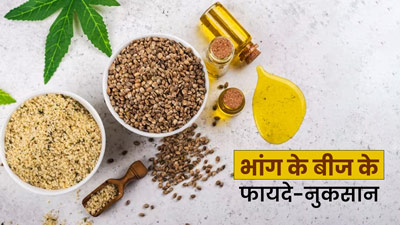 Hemp seeds : भांग के बीजों में होते हैं कई औषधीय गुण, जानें इसके फायदे और नुकसान