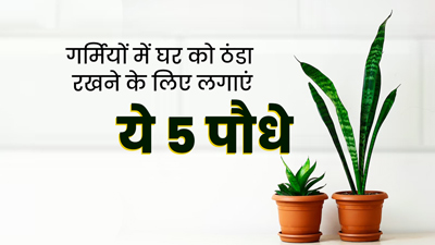 गर्मियों में घर को ठंडा और फ्रेश रखने के लिए लगाएं ये 5 पौधे