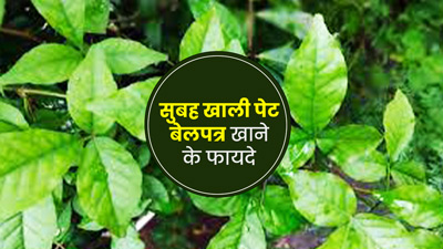 रोज सुबह खाली पेट बेल पत्र खाने से मिलेंगे ये 5 फायदे, इस तरह करें सेवन