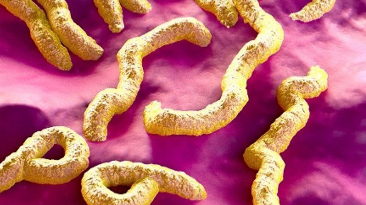 Candida-Auris-Fungal-Infections-t