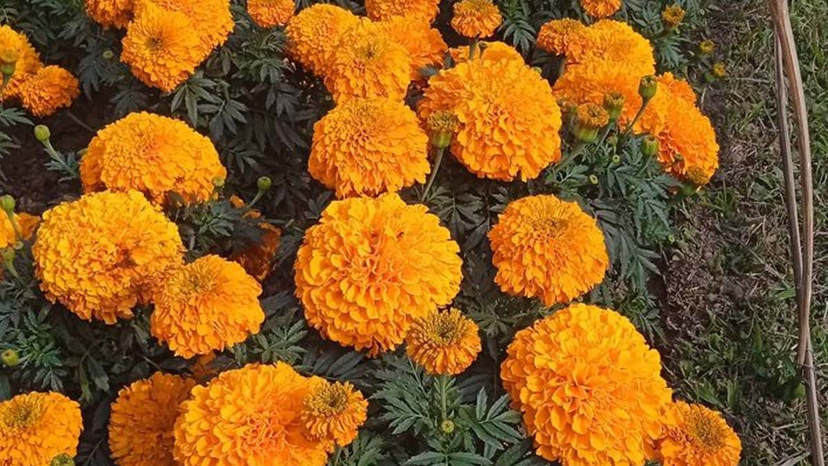 marigold-flower