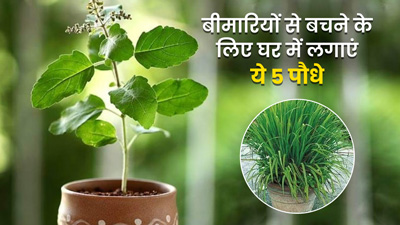बीमारियों से रहना है दूर, तो घर में ये 5 पौधे जरूर लगाएं