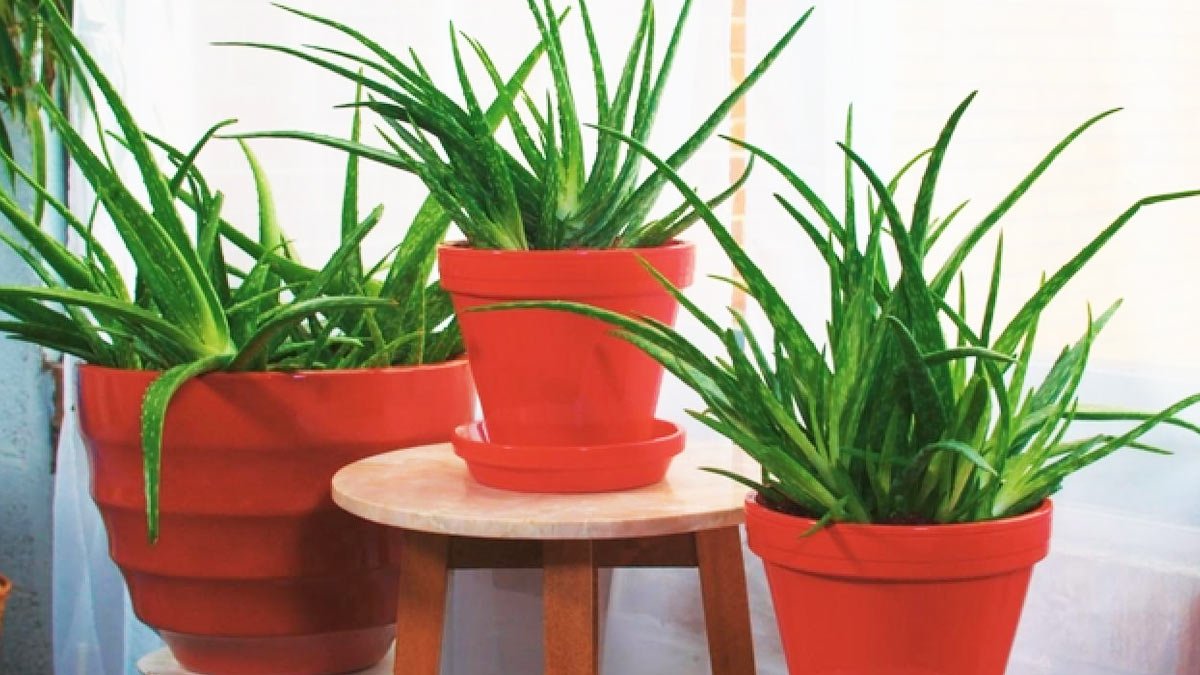 Disease-Fighting-Plants