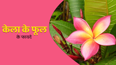 केले का फूल होता है सेहत के लिए फायदेमंद, जानें इसके 7 फायदे और इस्तेमाल के तरीके