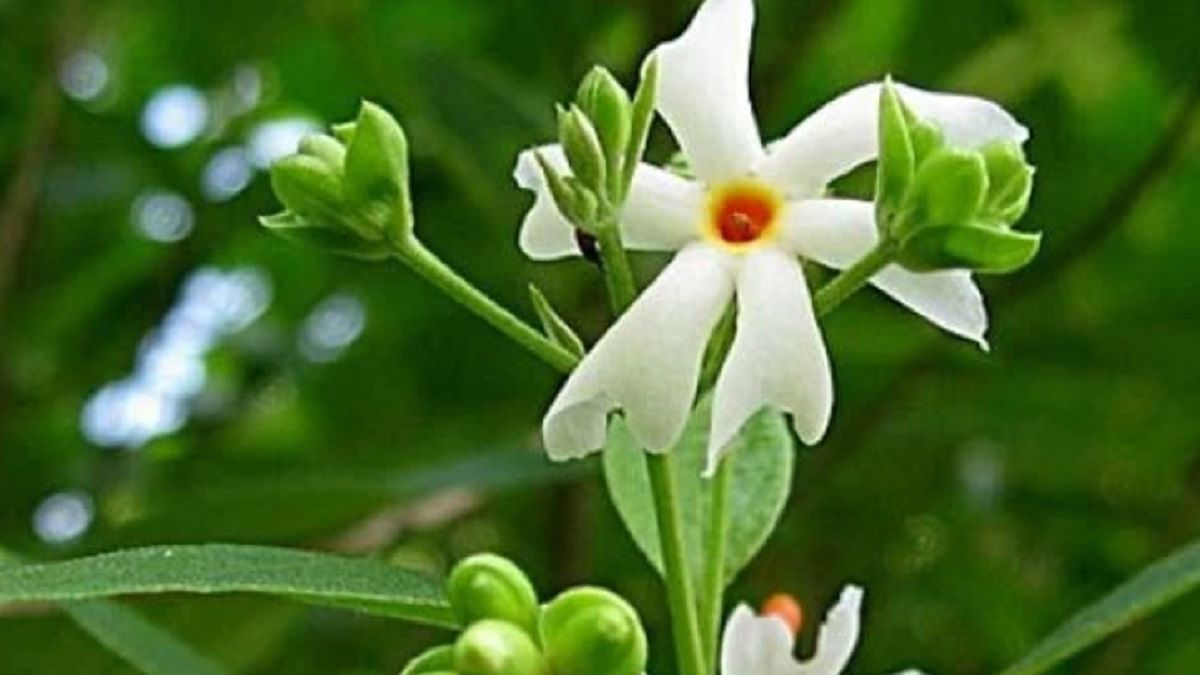  Harsingar Seeds For Piles