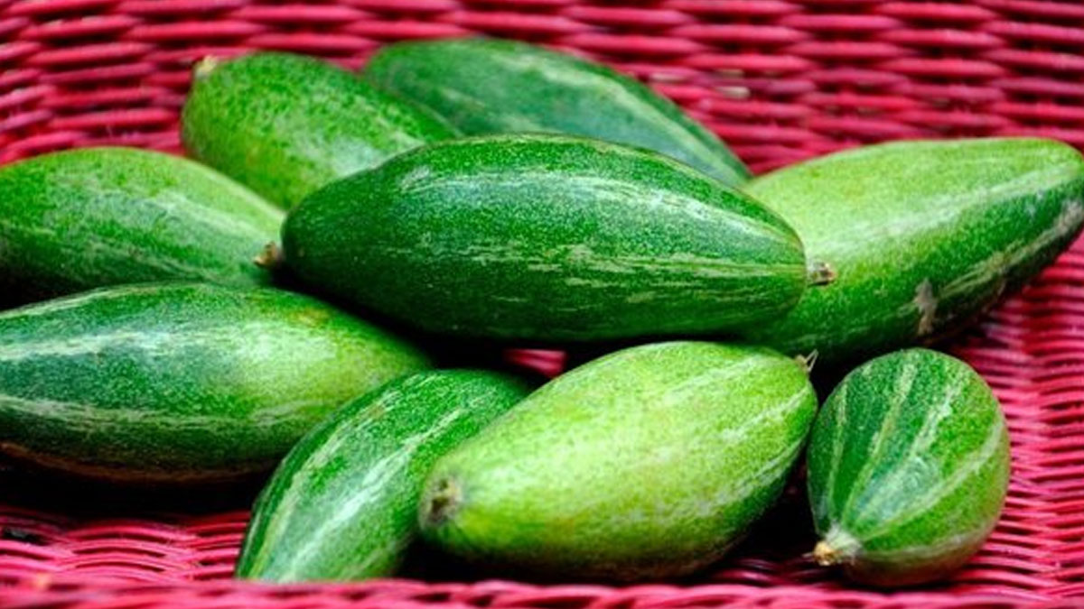 Pointed Gourd Benefits in Pregnancy in Hindi