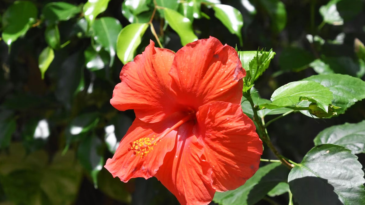 hibiscus flower benefits 
