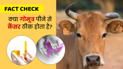 Fact Check: क्या गोमूत्र पीने से कैंसर ठीक होता है? डॉक्टर से जानें इस दावे की सच्चाई