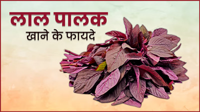 शरीर के लिए वरदान है लाल पालक, खाने से मिलते हैं ये 5 फायदे