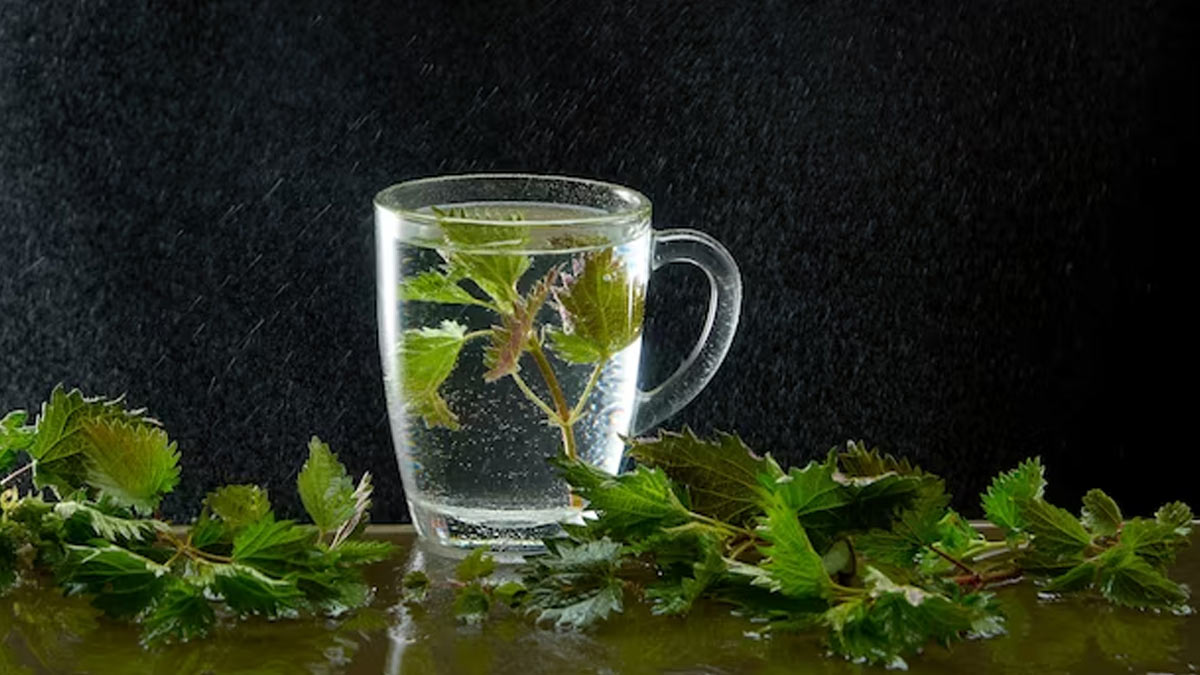 Coriander Water Benefits For Kidneys