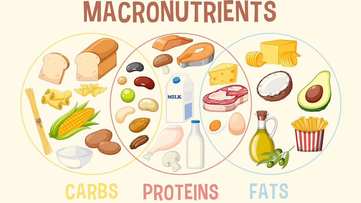 explain macro nutrients and their role in diet