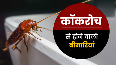 क्या आपके घर में भी हैं कॉकरोच? जरूर करें बचाव, वरना हो सकती हैं ये बीमारियां