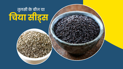 तुलसी या चिया सीड्स, सेहत के लिए क्या है ज्यादा फायदेमंद? जानें पोषक तत्व