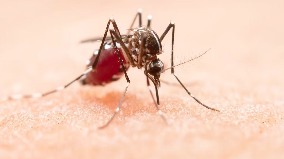 National Dengue Day: How Dengue Can Turn Fatal For Diabetics