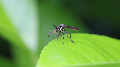 Beyond Malaria And Dengue, Take Stock of These Uncommon Mosquito-Borne Illnesses