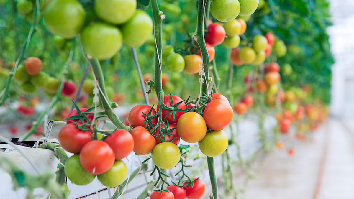 देसी टमाटर vs हाइब्रिड टमाटर: क्या है सेहत के लिए ज्यादा फायदेमंद? | Hybrid Tomato vs Desi tomato Which is Better for Health in Hindi