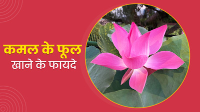 सेहत के लिए फायदेमंद है कमल के फूल की चाय, एक्सपर्ट से जानें रेसिपी और फायदे