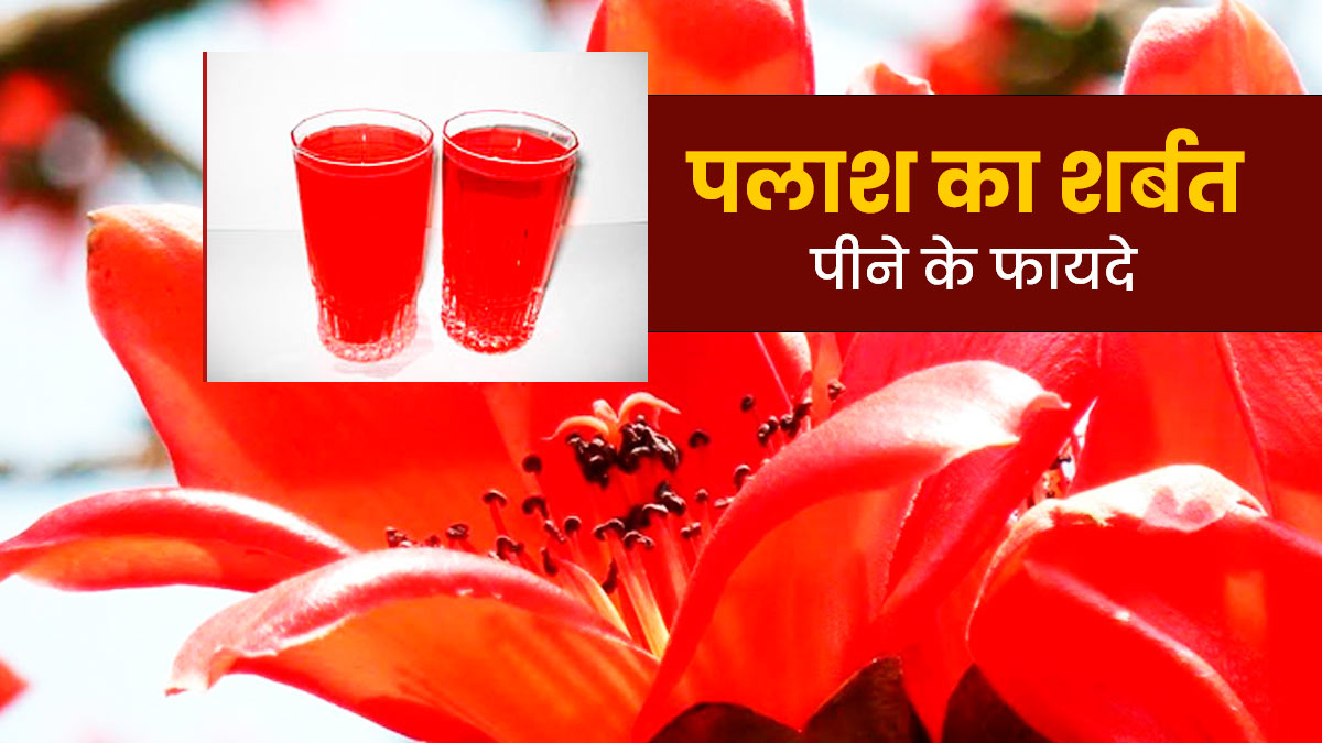 पलाश का शर्बत पीने से सेहत को मिलेंगे ये 5 जबरदस्त फायदे, जानें बनाने का तरीका