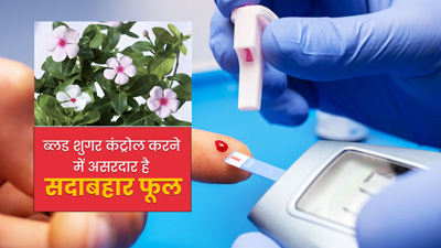 सदाबहार के फूल से कंट्रोल कर सकते हैं ब्लड शुगर, जानें इस्तेमाल का तरीका