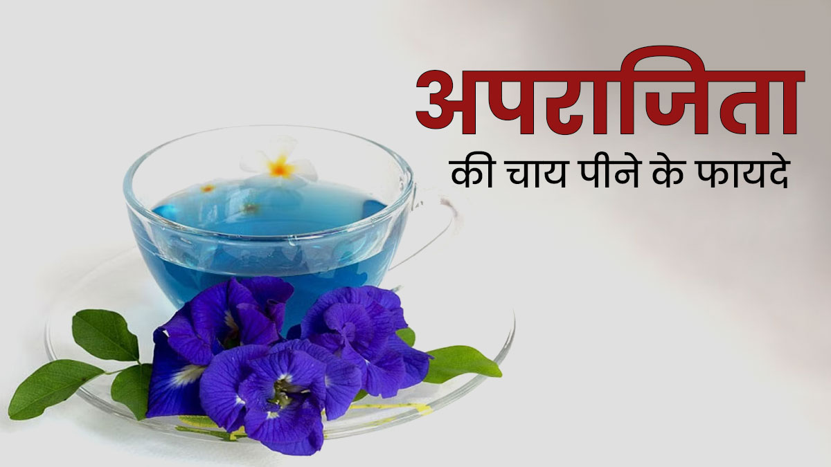 अपराजिता फूल की चाय पीने से सेहत को मिलते हैं ये 5 जबरदस्त फायदे, जानें बनाने का तरीका
