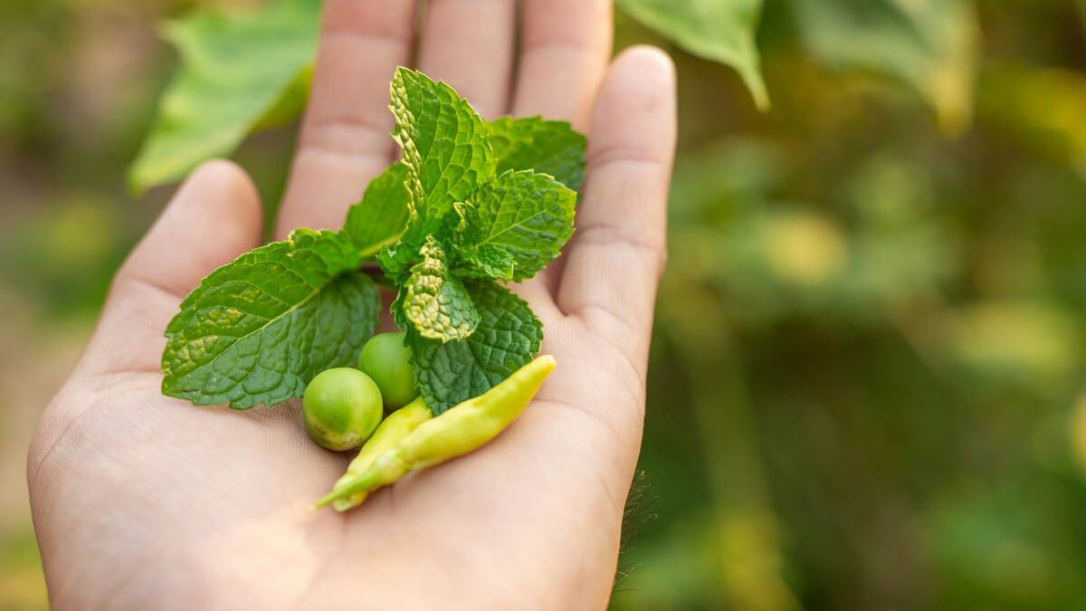 Leaves For Hormonal Imbalance
