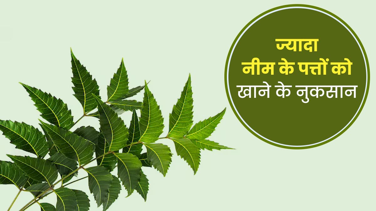 रोज चबाते हैं नीम की पत्तियां? तो जान लें ज्यादा पत्ते खाने के ये 5 नुकसान