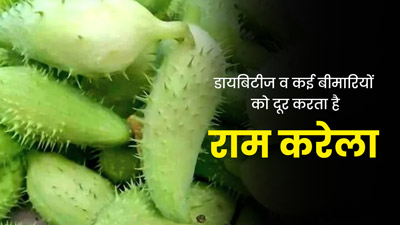 पहाड़ी सब्जी 'रामकरेला' खाने से दूर होती हैं कई समस्याएं, जानें बनाने का तरीका