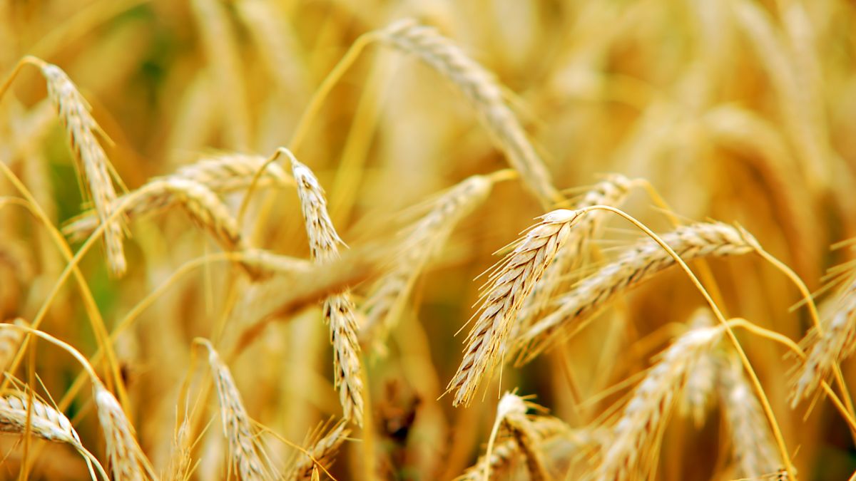 Wheat Vs Ragi Health Benefits