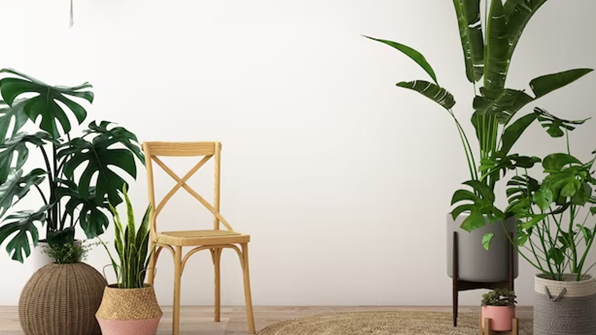 can indoor plant reduce pollution 