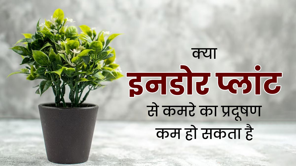 क्या इनडोर प्लांट से कमरे के प्रदूषण को कम किया जा सकता है? जानें क्या कहते हैं एक्सपर्ट
