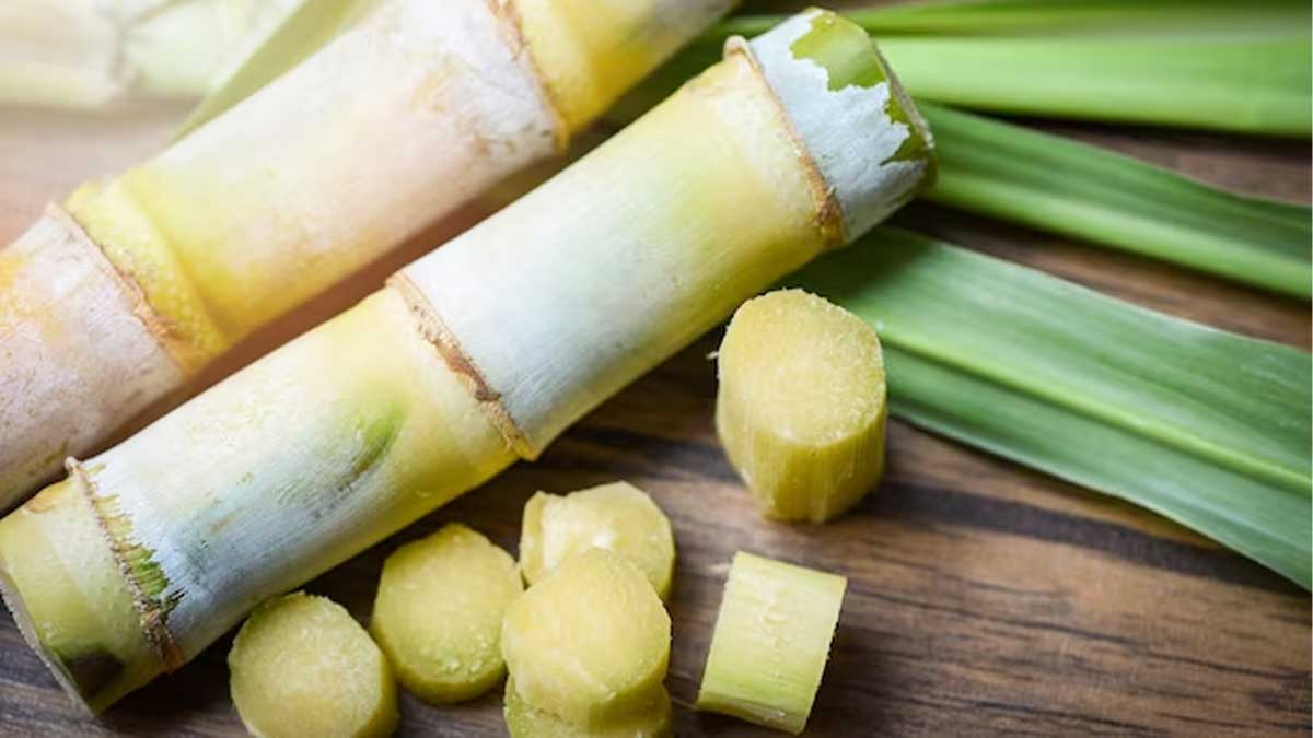 Burning Sugarcane Causes Kidney Disease