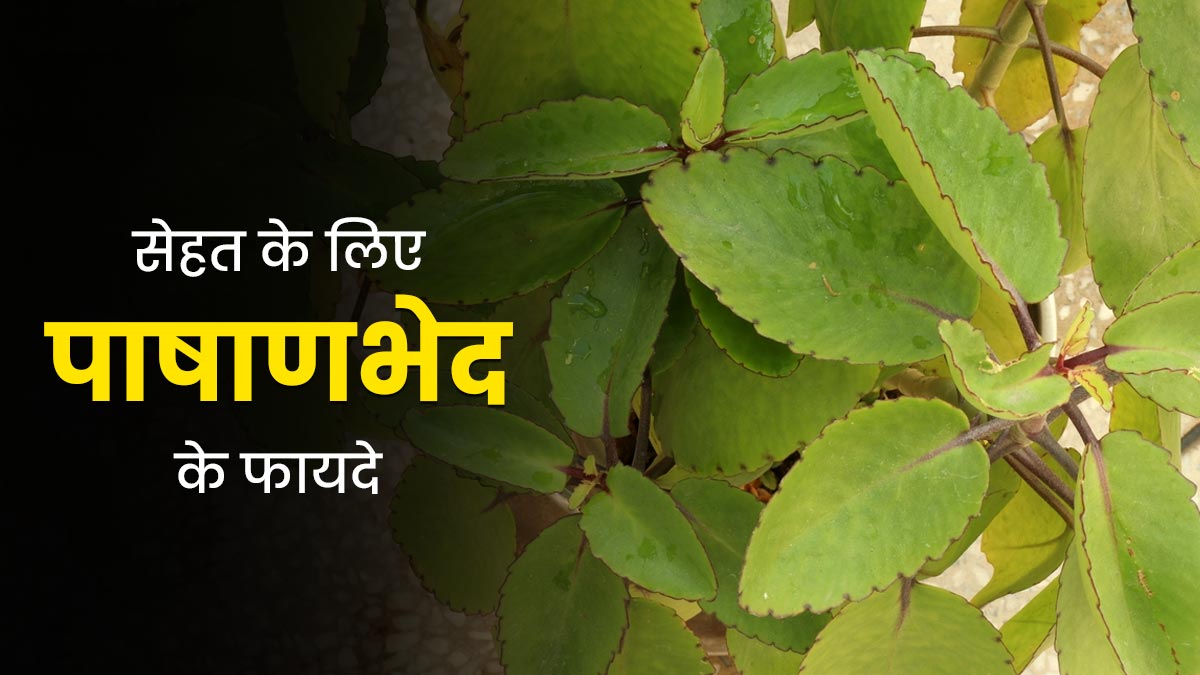 सेहत के लिए बहुत लाभकारी होता पाषाणभेद, आयुर्वेदाचार्य से जानें इसके 7 फायदे