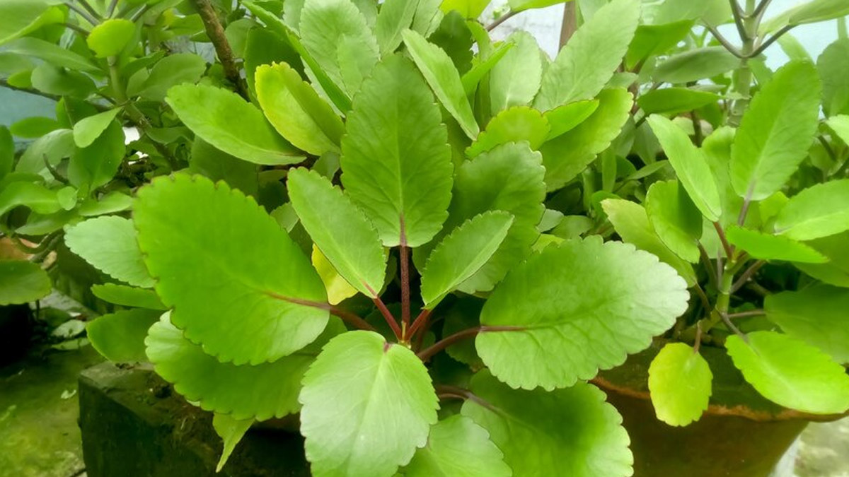 Pashanbhed Benefits In Hindi