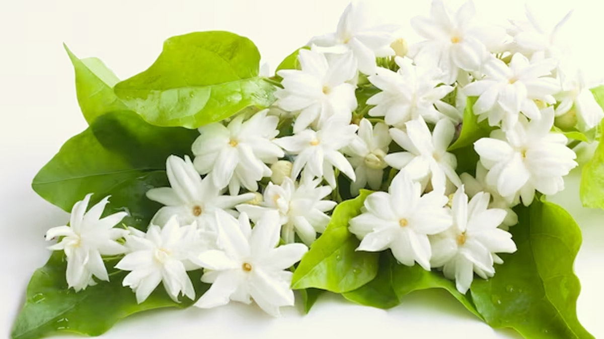 mogra flower to reduce stress