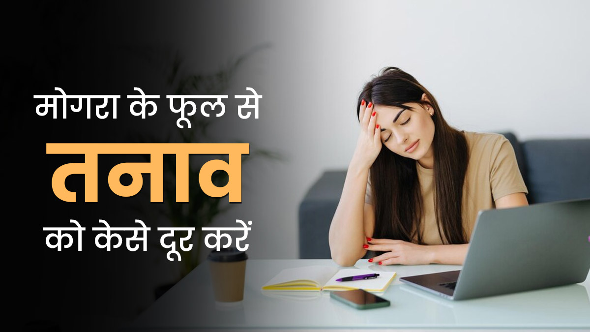 तनाव दूर करने के लिए इन 3 तरीकों से करें मोगरा फूल का इस्तेमाल, कम होंगे स्ट्रेस और डिप्रेशन के लक्षण