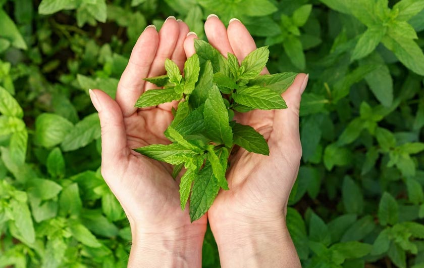 tulsi