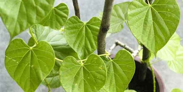 Health Benefits of Giloy 