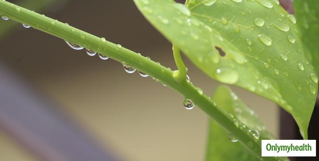 Health Benefits of Giloy 