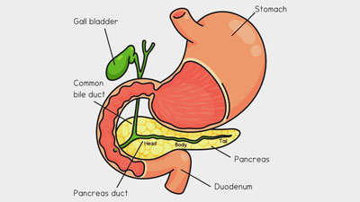 High Protein Foods That You Must Take To Increase Your Protein Intake ...