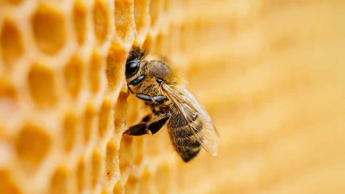Wild Honey For Skincare: Here's How You Can Use It To Treat Wounds, Scars, And Sunburn