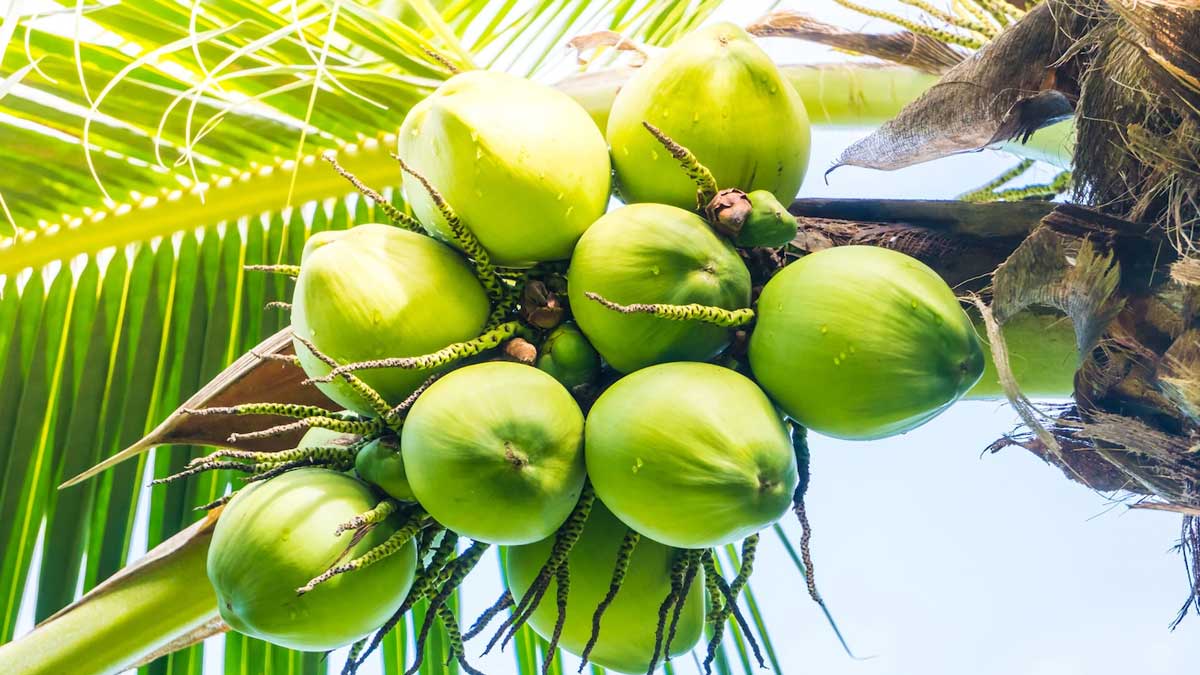 coconut water