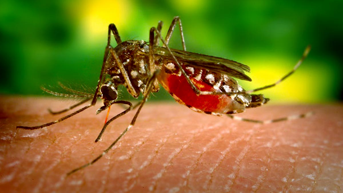 जीका संक्रमण होने पर सरकारी अस्पतालों में कराएं इलाज, जानिए लक्षण…- In case of Zika infection, get treatment in government hospitals, know the symptoms…